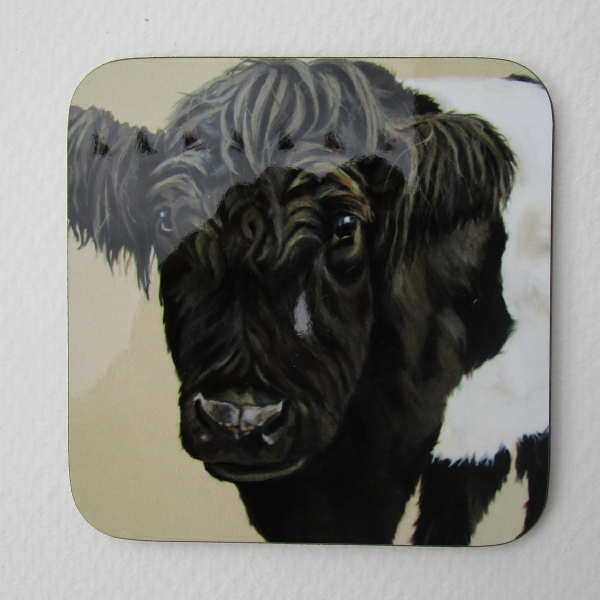 Belted galloway  coaster