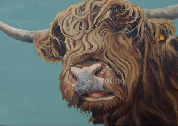 Even highland cows get the blues canvas print
